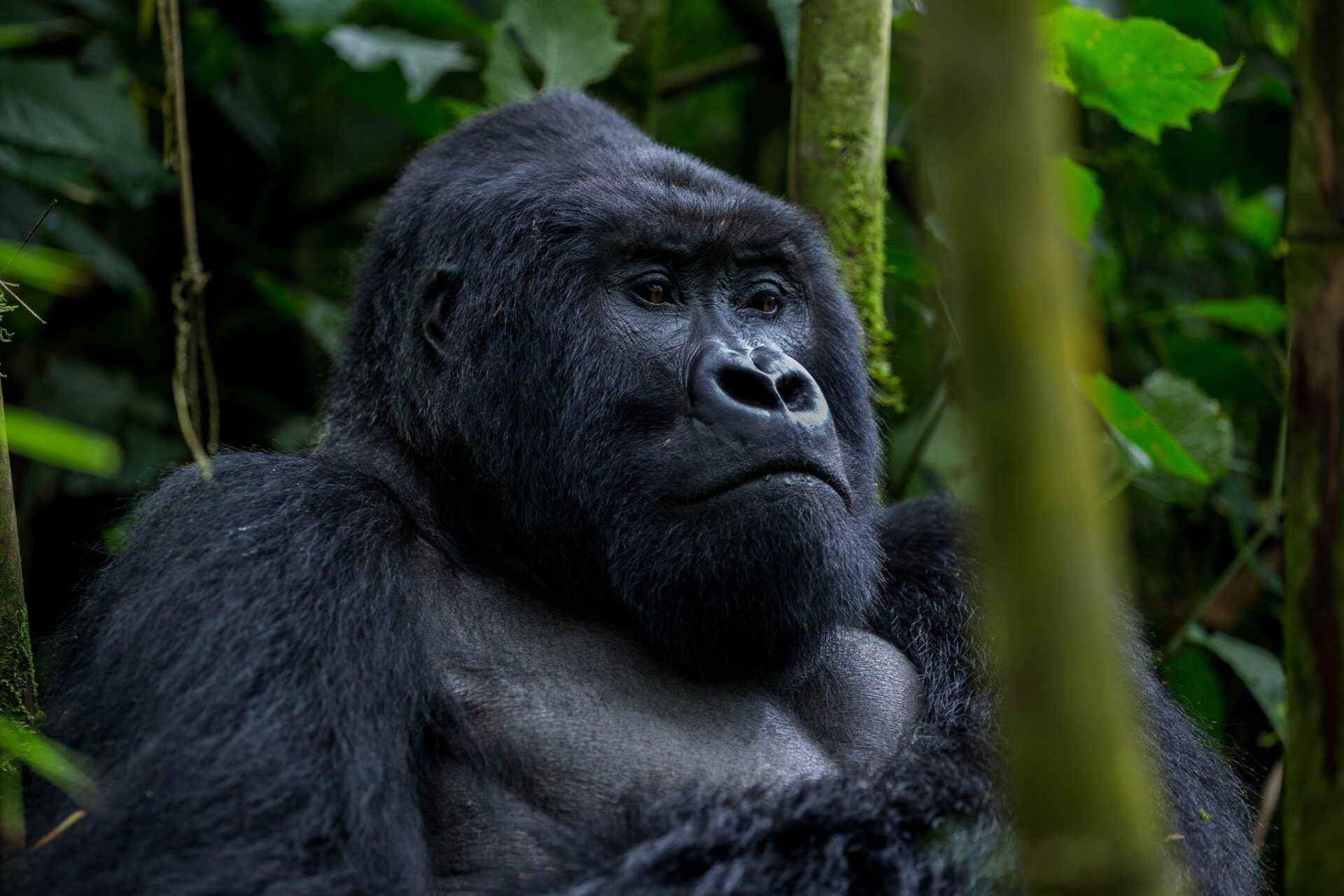 4 Days Luxury Gorilla Trekking & Lake Bunyonyi