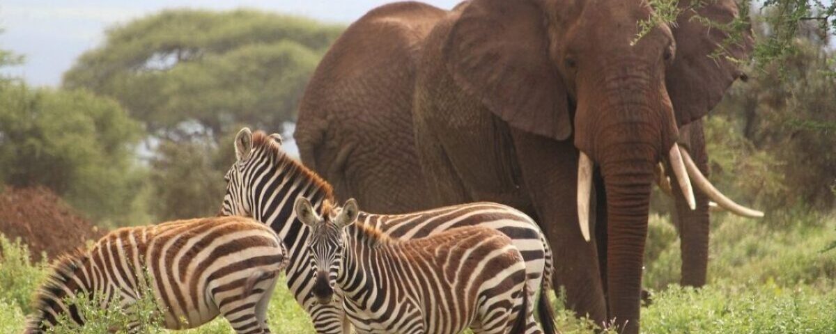 6 Days Amboseli and Masai Mara Safari