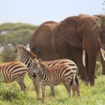6 Days Amboseli and Masai Mara Safari