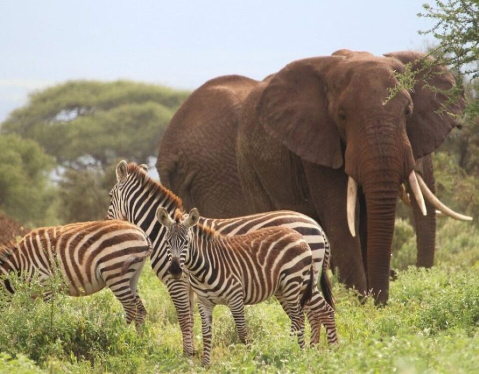 6 Days Amboseli and Masai Mara Safari