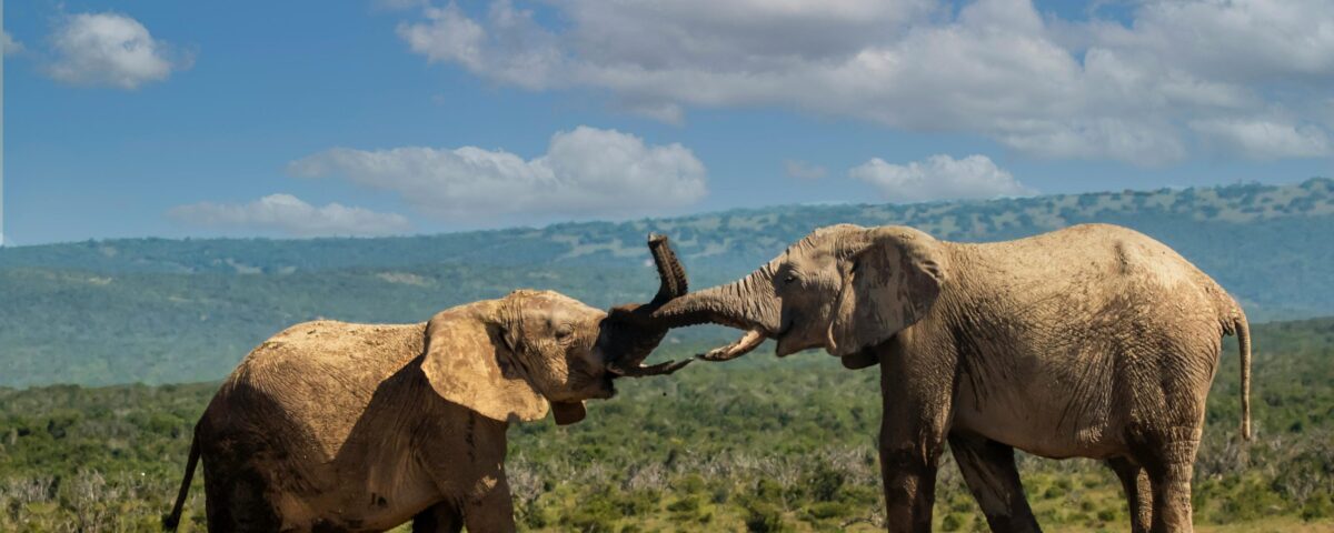 6 Days Tsavo East and West Safari