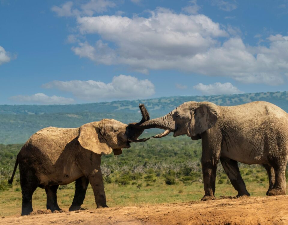 6 Days Tsavo East and West Safari