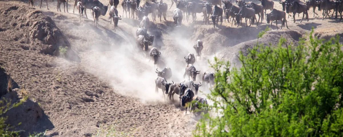 9 Days Masai Mara Migration Safari