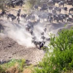 9 Days Masai Mara Migration Safari