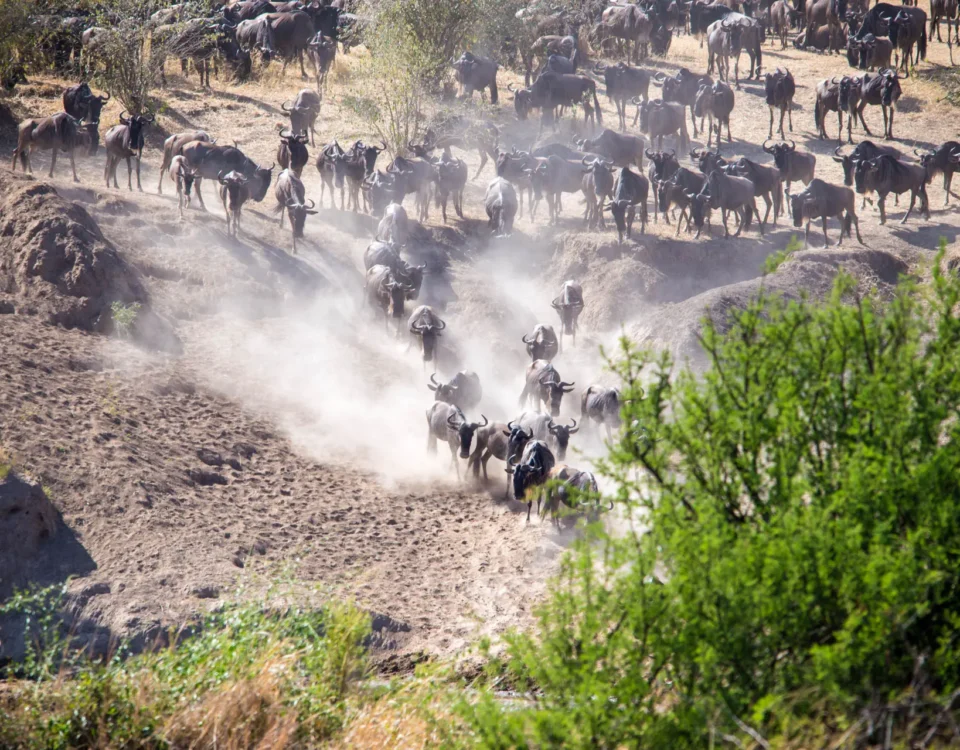 9 Days Masai Mara Migration Safari
