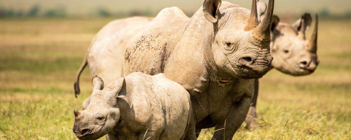 Are Big Five Animals Protected?