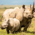 Are Big Five Animals Protected?