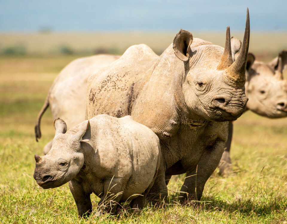 Are Big Five Animals Protected?