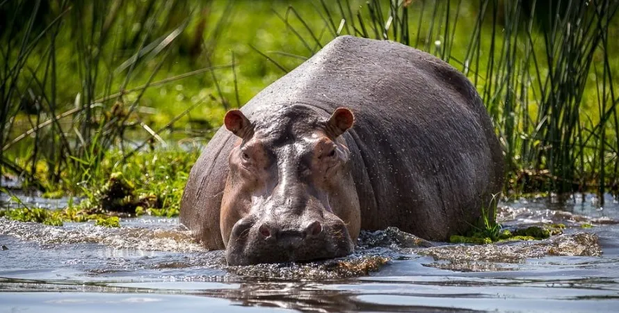 3 Days Murchison Falls National Park Big 5 Safari