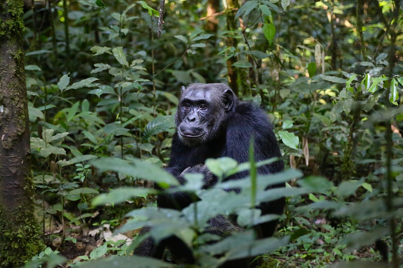 Chimpanzee Trekking in Budongo Forest