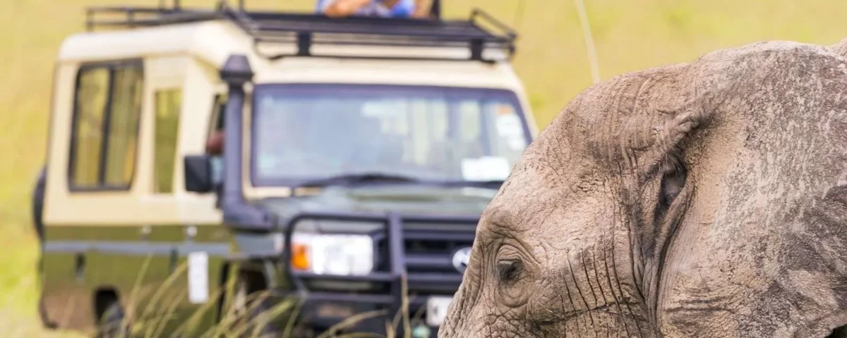 An elephant beside a safari vehicle in Uganda