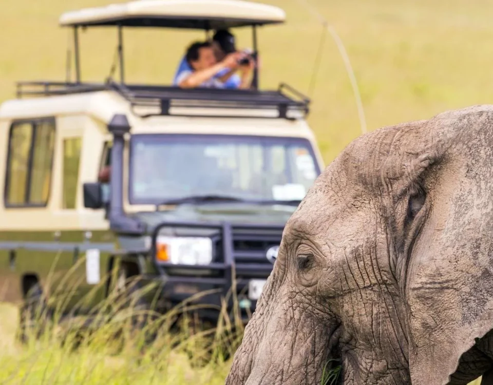 An elephant beside a safari vehicle in Uganda