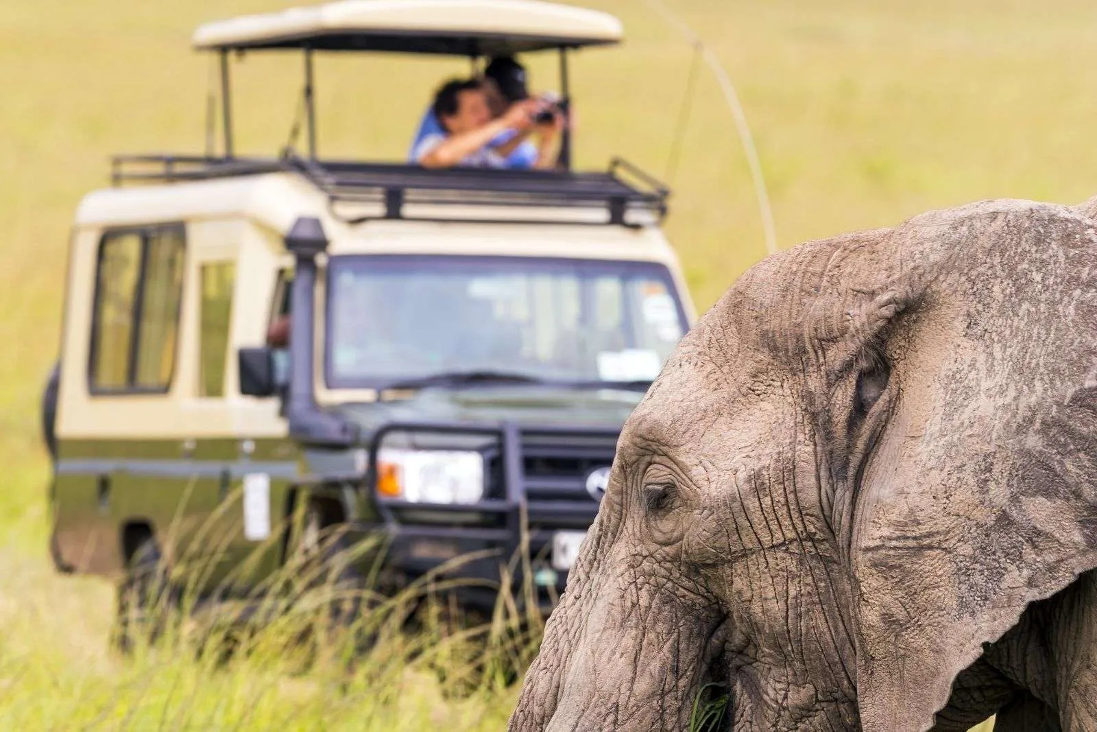 An elephant beside a safari vehicle in Uganda