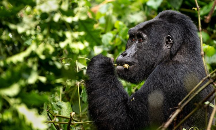 12 Days Uganda Wildlife Safari Experience
