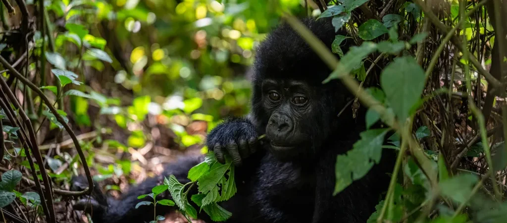 4 Days Double Gorilla Trekking Safari From Kigali