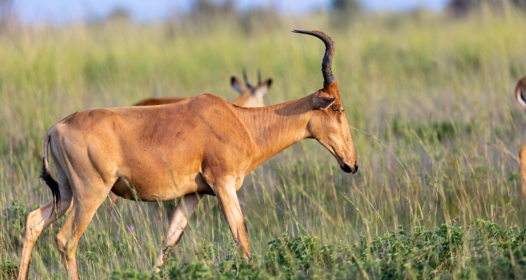 4 Days Ziwa & Murchison Falls National Park