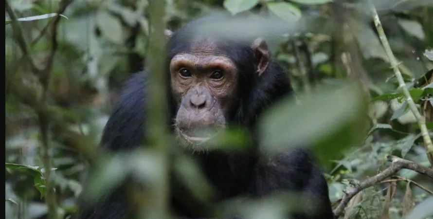 4 Days Murchison Falls & Primate Safari