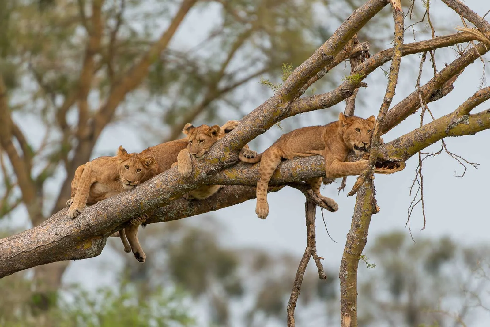 7 Days Murchison Falls, Kibale & Queen Elizabeth National Park