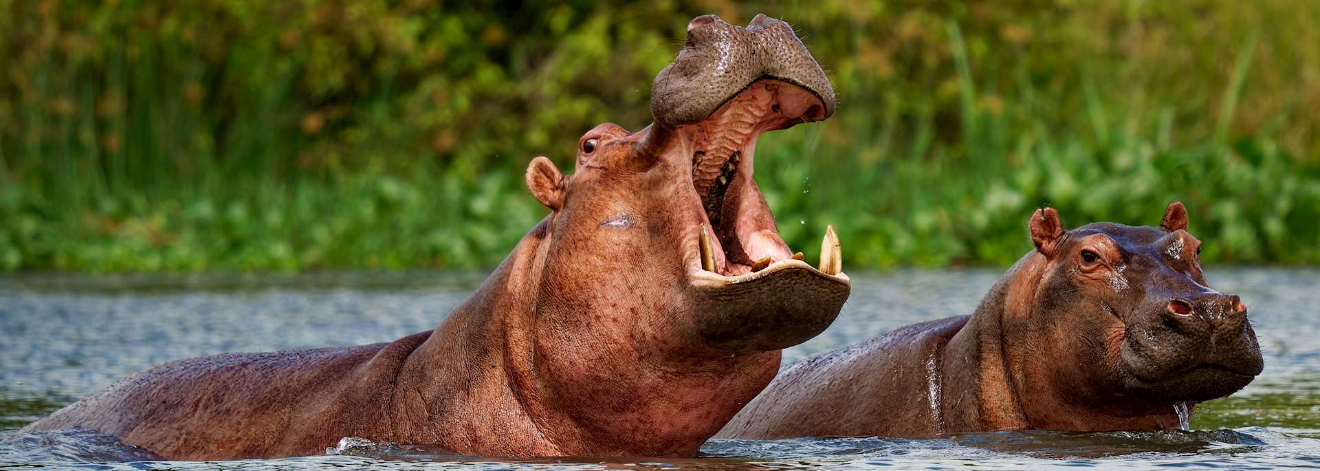 5 Days Uganda Gorilla Trekking & Wildlife safari