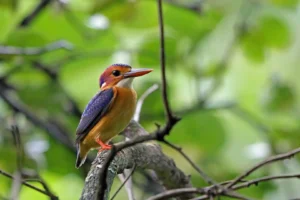 Budongo Forest Reserve